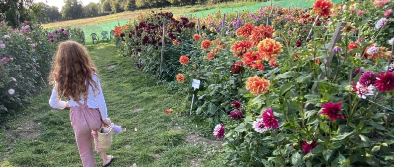 Gilberts Dahlias